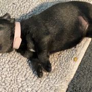 Standard Schnauzer Puppies from Stahlkrieger Standard Schnauzers