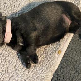 Standard Schnauzer Puppies from Stahlkrieger Standard Schnauzers