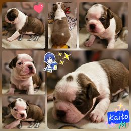KAITO - Seal and white male Boston Terrier puppy in Boston, Massachusetts from Boston Collections