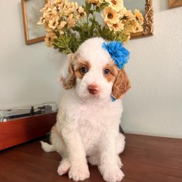 Cinnamoroll (Oki and Cooper's Japanese Character Litter) - Blenheim female Cavapoo puppy in Pleasant Grove, Utah from Destination Doodles