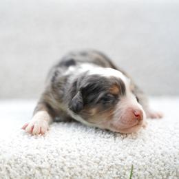 Miso - Merle male Bernedoodle puppy in Spokane, Washington from Lilac City Doodles