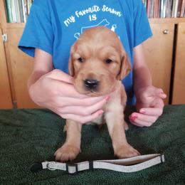 Grey girl - Golden female Golden Retriever puppy in Merino, Colorado from High Plains Goldens