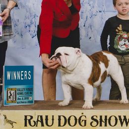 Merry - Bulldog