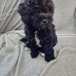 Havapoo Puppies from Derbyville Havapoos