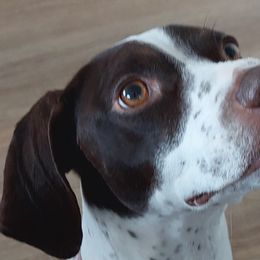 German Shorthaired Pointers from Paradise Pups Utah