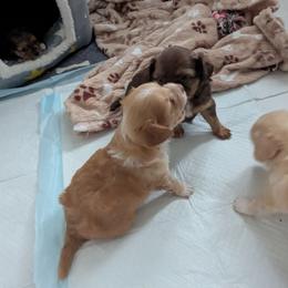 River - Red and white male Chihuahua puppy in Waycross, Georgia from OakView Farm Chihuahuas FB