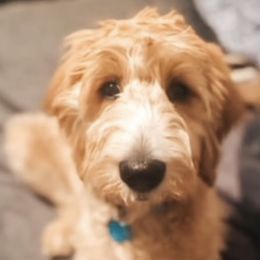 Ginger - Goldendoodle