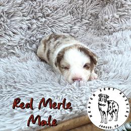 Tatum - Red merle male Toy Australian Shepherd puppy in Jaroso, Colorado from Heaven Sent Aussies
