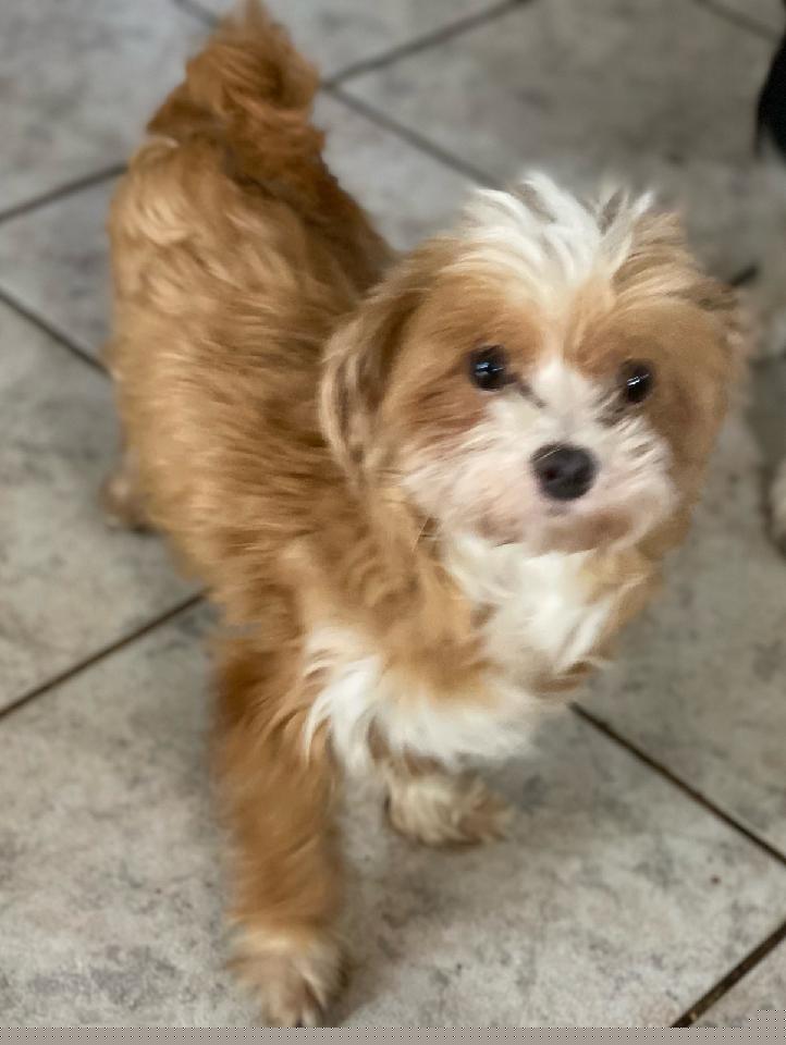 Baby - Havanese