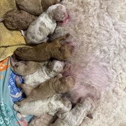 Simba - Apricot male Goldendoodle puppy in Maricopa, Arizona from AZ Designer Goldendoodles