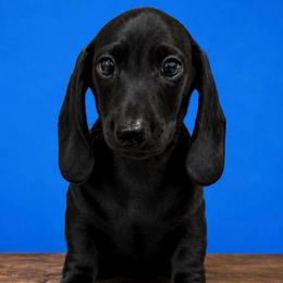 Lazar - Black male Dachshund puppy in Lincoln, Arkansas from Red Dirt Dachshunds