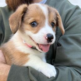 Toffee - Sable merle and white female American Corgi puppy in Paxton, Illinois from McGovern Family Corgis