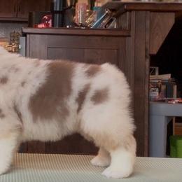 Flower - Australian Shepherd puppy from Saddle Peak Aussies