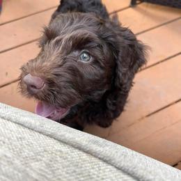 Australian Labradoodle Puppies from Aurora Australian Labradoodles