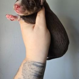 Dark red boy - Red and white male Siberian Husky puppy in East Otto, New York from Howling Huskies