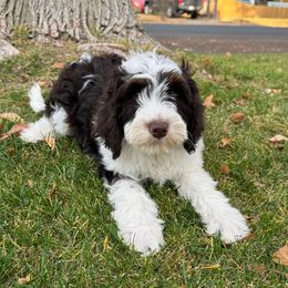 Pearl - Brown and white female Bernedoodle puppy in Horseshoe Bend, Idaho from Over the Moon Poodles and Doodles