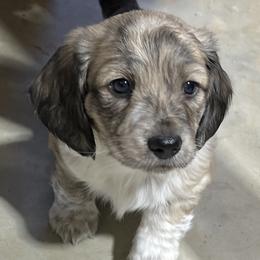 Felix - Piebald male Dachshund puppy in Jordan, Arkansas from Lakeshore Dachshunds