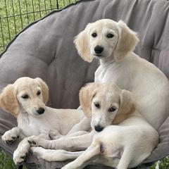 Saluki and Whippet Puppies from Aeolus Salukis & Whippets