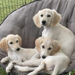 Saluki and Whippet Puppies from Aeolus Salukis & Whippets