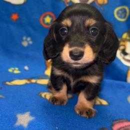 Walker (PET ONLY) - Black and cream male Dachshund puppy in Goldthwaite, Texas from Mini Mama Dachshunds