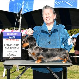 Flyer - Dachshund