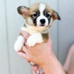 Orange - Jane Seymour (standard) - Red female Pembroke Welsh Corgi puppy in Milan, Georgia from Williams’ Welsh Corgis LLC