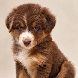 Thackery - Red tri-color male Australian Shepherd puppy in Placerville, California from BFF Aussies