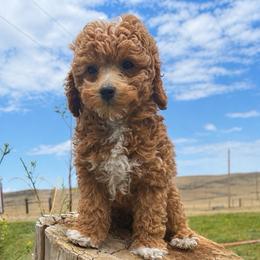 Duke - Apricot male Poodle puppy in Lance Creek, Wyoming from CK Poodles LLC