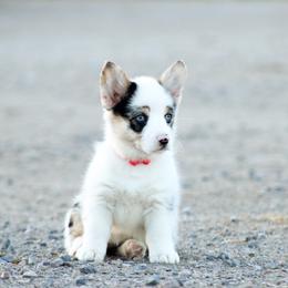 American Corgi, Miniature Australian Shepherd, and Pembroke Welsh Corgi Puppies from Rafter C Aussies & Corgis