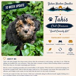 Takis - female Australian Mountain Doodle puppy in Port Orchard, Washington from Yukon Harbor Doodles