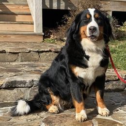 Dolly - Bernese Mountain Dog