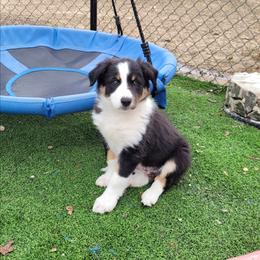 Gust - Tri-color male Border Collie puppy in Morgan, Texas from Shooting Star Ranch