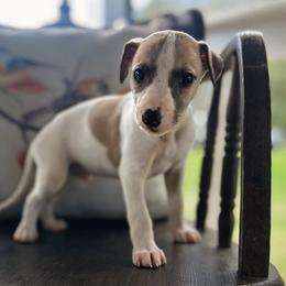 Arrow - White and fawn male Whippet puppy in Oneida, Tennessee from Saving Grace