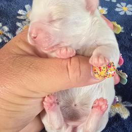 Petunia - White female Chihuahua puppy in Amity, Pennsylvania from Baxters Chihuahuas