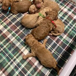 Goldendoodle Puppies from Bear Ridge Doodles