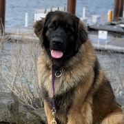 Leonbergers from Lowenbach Kennels