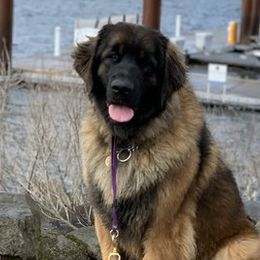 Leonbergers from Lowenbach Kennels