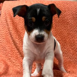 Frenchie - Black white and tan female Rat Terrier puppy in Manton, California from Tehama Terriers