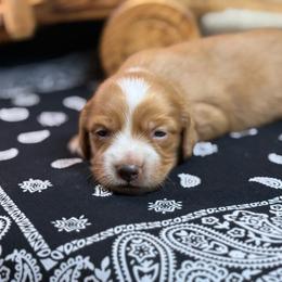 Dark cream - Blaze - Cream male Dachshund puppy in Nashville, Arkansas from Whisenhunt Farms