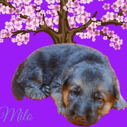 Milo (Grey) - Black and tan male German Shepherd puppy in Bedias, Texas from TiPi S Ranch's German Shepherds