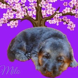 Milo (Grey) - Black and tan male German Shepherd puppy in Bedias, Texas from TiPi S Ranch's German Shepherds