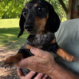 Remi - Dachshund