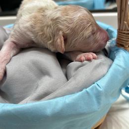 Red parti 2 - Dark golden female Double Doodle puppy in Yoakum, Texas from The Scott’s Dood Ranch
