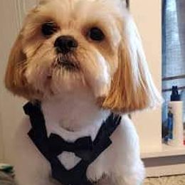 Goldendoodles, Poodles, and Shih Tzus from Dixie Doodles and More