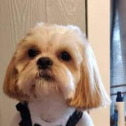 Goldendoodles, Poodles, and Shih Tzus from Dixie Doodles and More