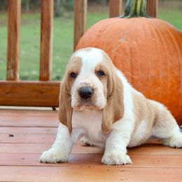Boy 4 - Lemon and white male Basset Hound puppy in Missouri from Clevenger Farms