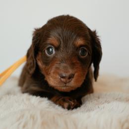 Sailor - Chocolate and tan female Dachshund puppy in Lehi, Utah from Cherry Creek Dachshunds