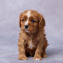 Arnie - Ruby male Cavalier King Charles Spaniel puppy in Apple Creek, Ohio from Grandeur Valley Puppies