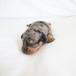Duke - Dapple male Dachshund puppy in Fredericksburg, Ohio from William's Dachshunds