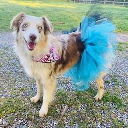 Echo - Australian Shepherd